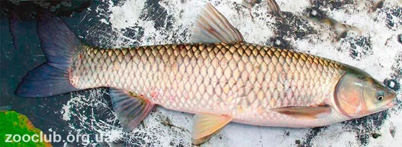Ихтиофауна реки амур. Рыбы реки амур. Ихтиофауна реки амур. Какая рыба водится в амуре. Название рыб амура.