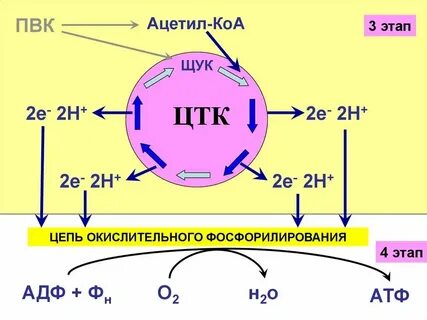 Лизосомы окислительное фосфорилирование