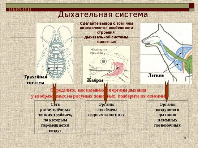 Особенности дыхания зверей