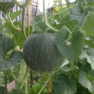 Сорт круглых огурцов