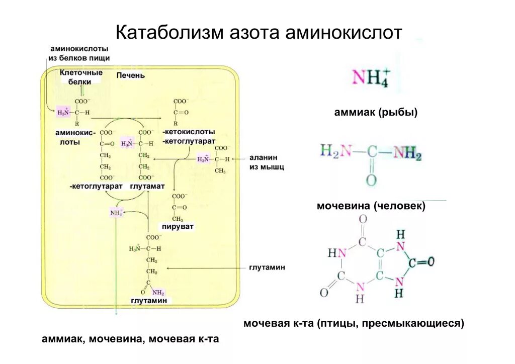 Аминокислоты содержат азот