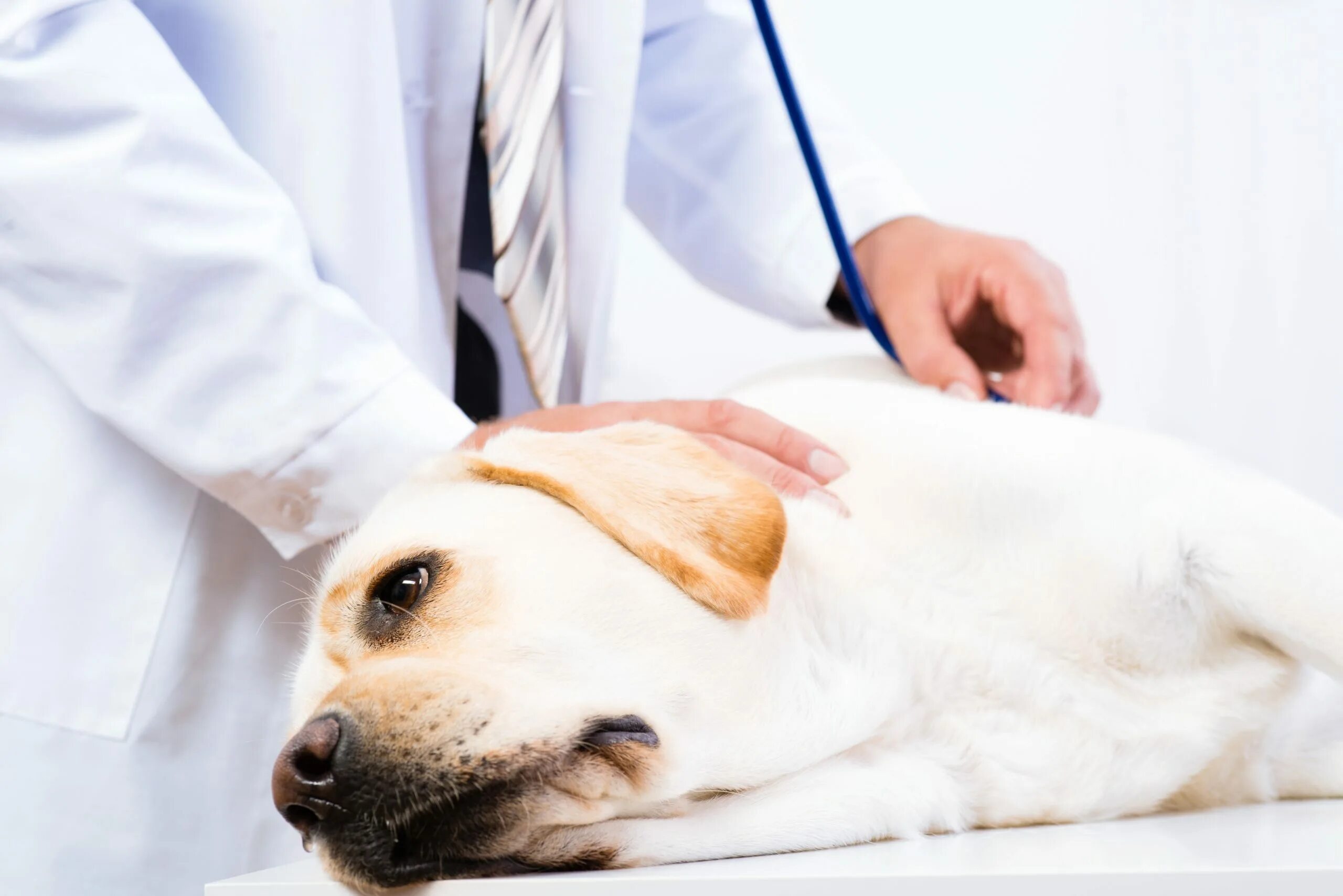 Сотрясение у собаки. Клиническое исследование собаки.