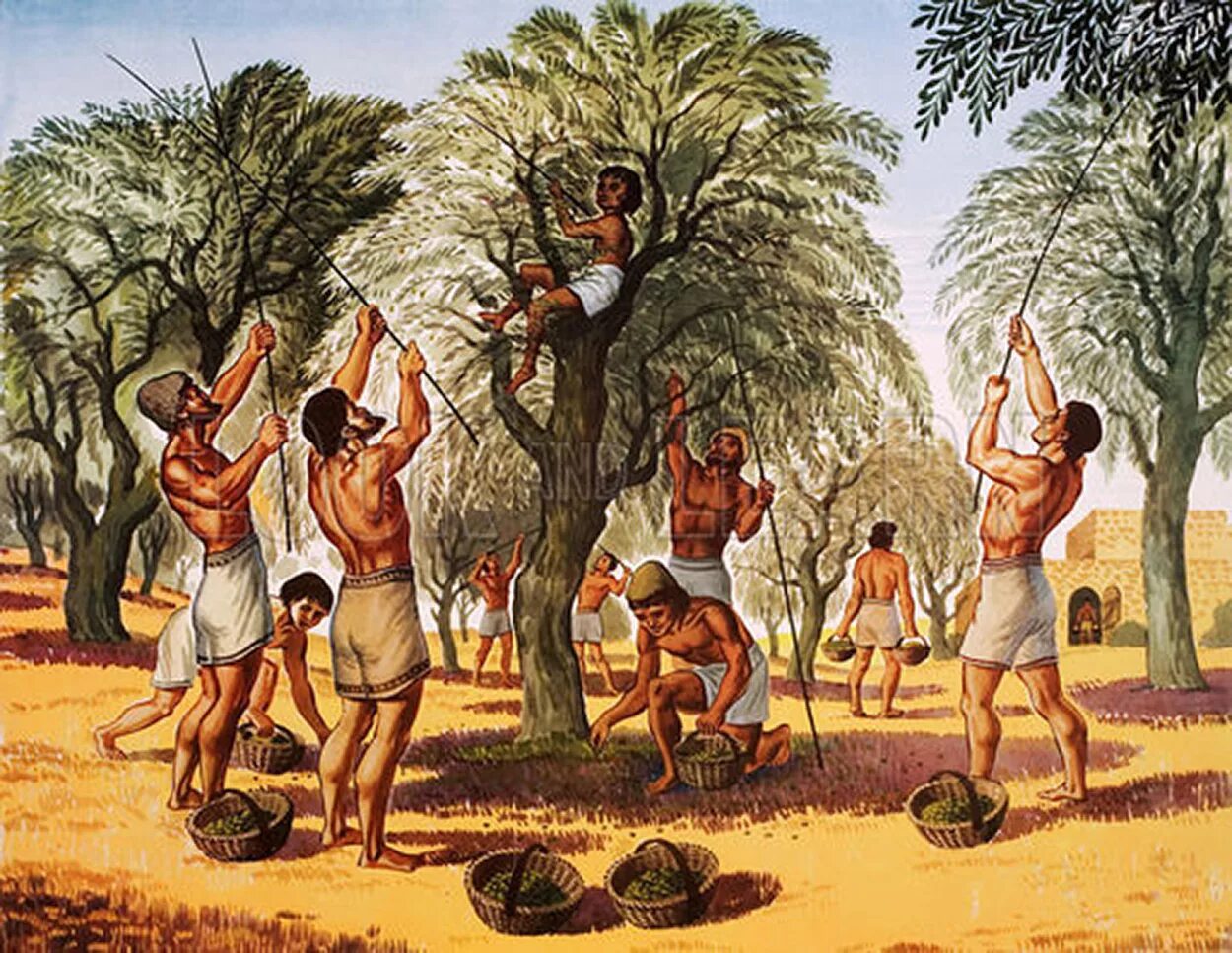 древняя финикия оливковые деревья. афины земледелие. земледелие в афинах. древняя греция пейзажи аффин. оливковое дерево в древней греции.