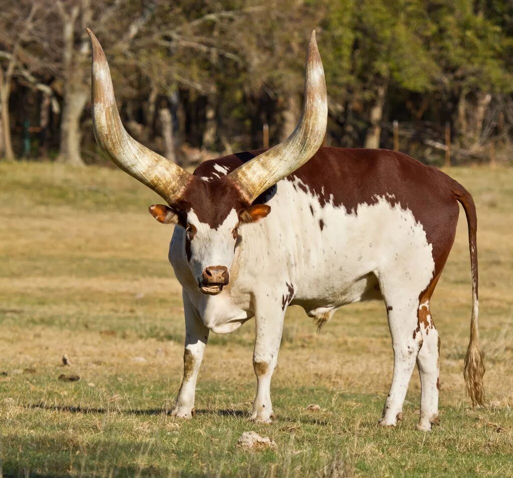 Анколе-ватуси бык. Бык породы ватусси. Бык. Индийский бык гаур. Рогатый бык.