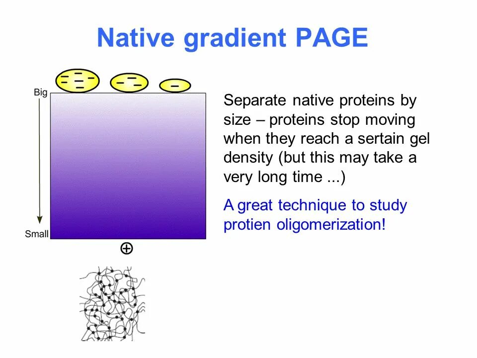 Native Gel Electrophoresis. Native Electrophoresis. 2d Page Electrophoresis. 40s Proteins on Gel Electrophoresis.