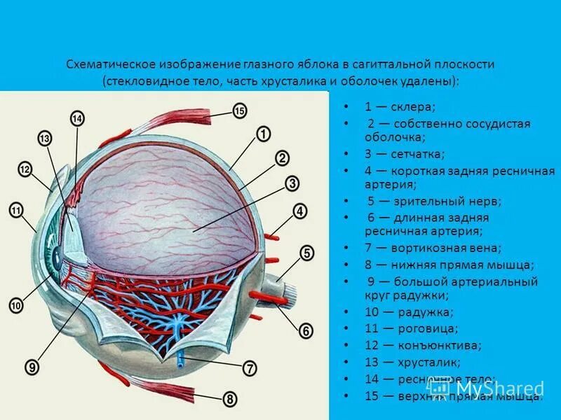 Собственно сосудистая оболочка на латыни. Сосудистая оболочка глаза хориоидея. Строение глазного яблока неттер. Собственно сосудистая оболочка на латыни. Сосудистая оболочка глаза строение анатомия.