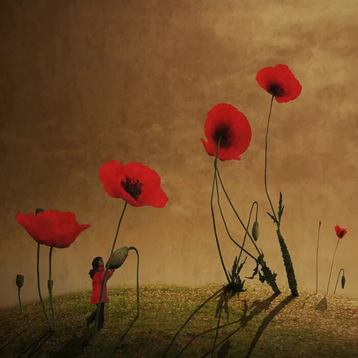 маки маслом на темном фоне. мак арт рисунок. маки арты. картины с маками. мак цветок арт.