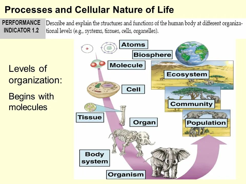 Levels of Life Organization. Structural Levels of Life. Biological Organization. Level structure of Life pictures. Life processes