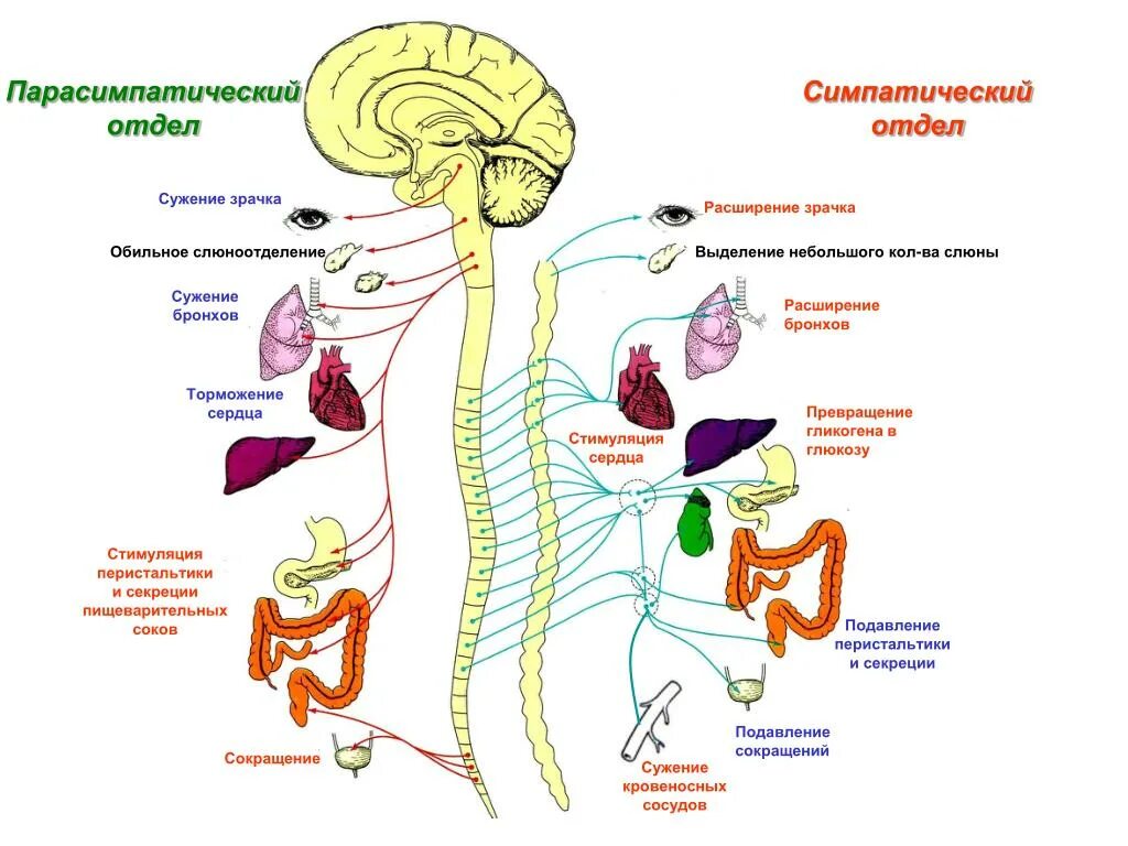 Парасимпатическая слюна. Симпатический отдел вегетативной нервной системы схема. Строение парасимпатического отдела нервной системы. Схема симпатической и парасимпатической нервной системы. Схема симпатического отдела вегетативной системы.