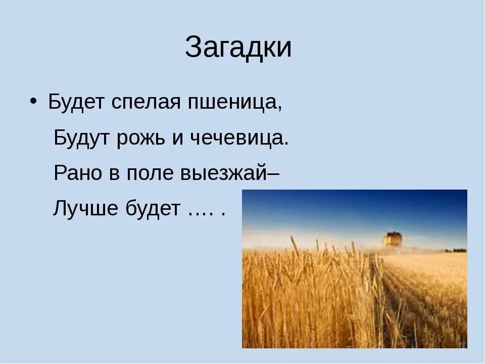 Загадки о поле. Загадки про земледелие. Загадка про пшеницу. Загадка про поле для детей. Загадка со словом природа