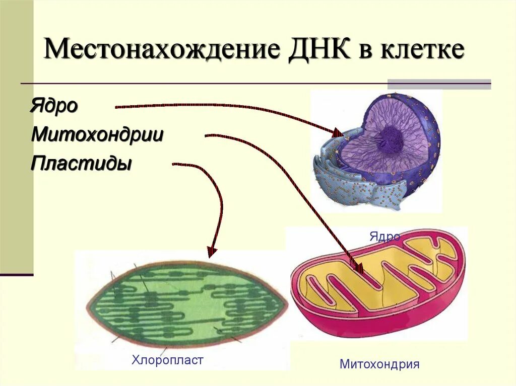 Признаки митохондрий и хлоропластов. Строение митохондрии и хлоропласта рисунок. Строение митохондрий и пластид. Строение митохондрии и хлоропласта.