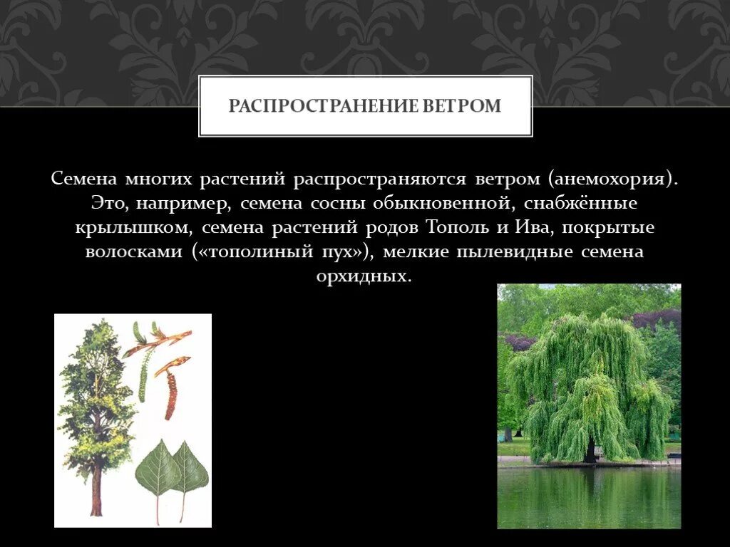 Тополь распространение семян. Растения распространение ветром. Семена распространение ветром. Что распространяется ветром. Распространение ветром примеры