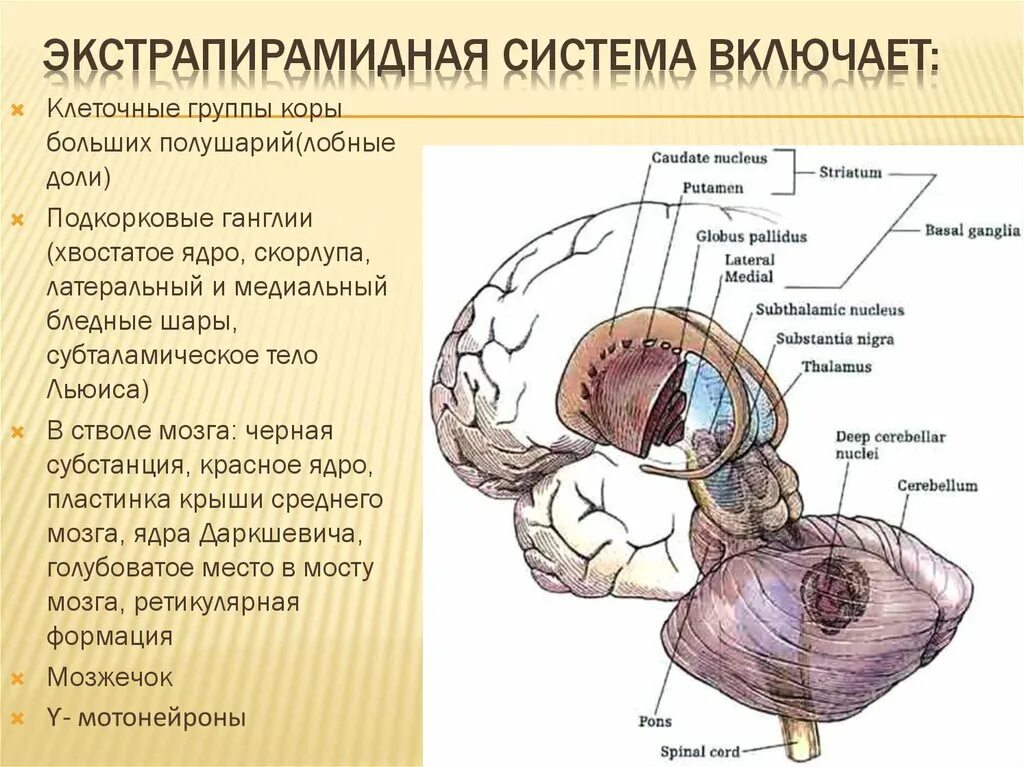 Экстрапирамидная система головного мозга. Структуры экстрапирамидной системы. Технологическая система 6 класс технология. Экстрапирамидная система неврология схема. Экстрапирамидные проводящие пути неврология.