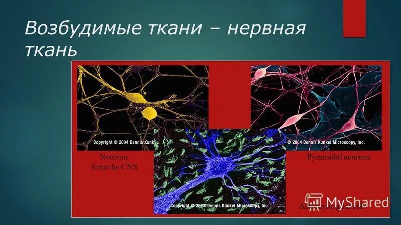строение мышечной и нервной ткани. возбудимые ткани нервная ткань. возбудимость и возбудимые ткани. возбудимые ткани нервная ткань. возбудимые ткани нервная ткань.