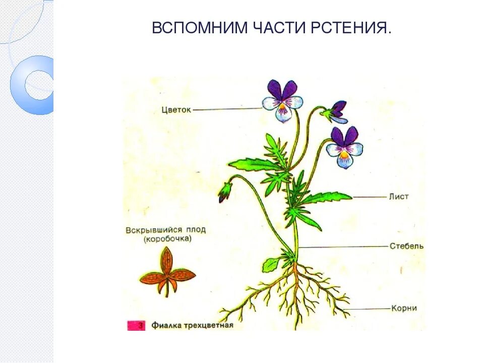 Строение растения в связи с условиями. Строение цветка стебель лист корень. Строение комнатного растения герань. Строение растения для детей. Части растений для дошкольников.