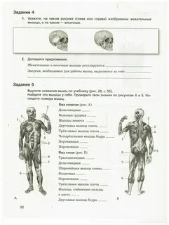 Ответы по биологии 8 класс драгомилов учебник