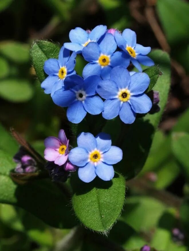 File:勿 忘 草 Myosotis sylvatica -捷 克 Krumlov Castle, Czech- (27563445345).jpg - Wi
