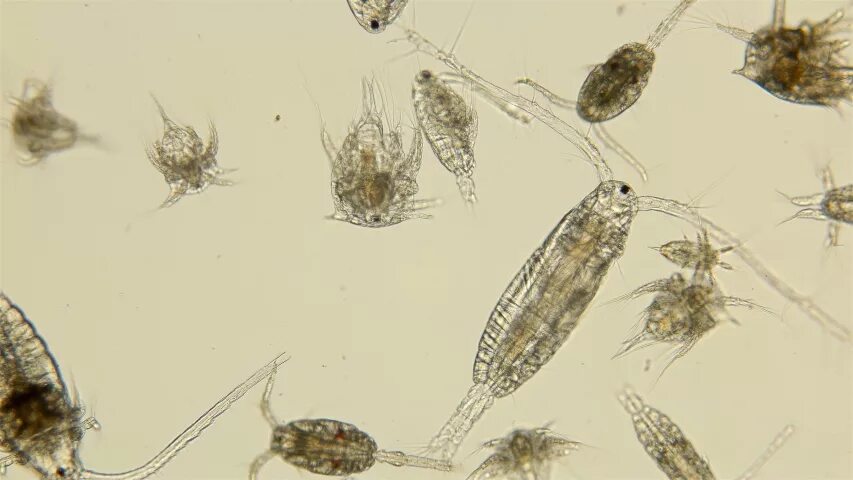 Планктон фито зоопланктон. Зоопланктон Речной. Зоопланктон черного моря. Зоопланктон на белом фоне.