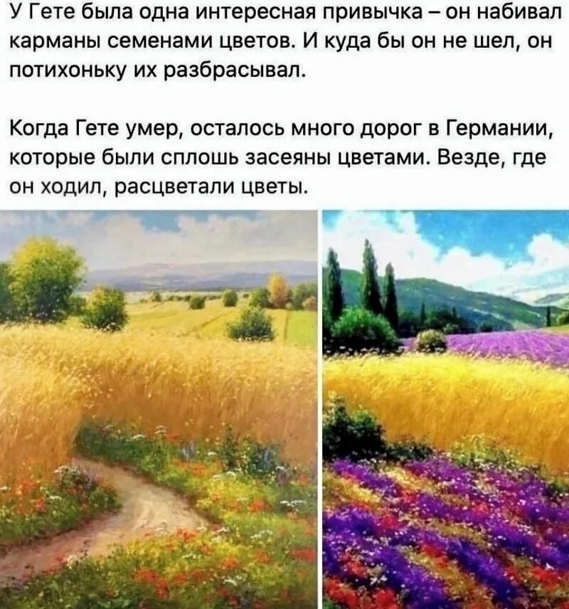 Поле было сплошь