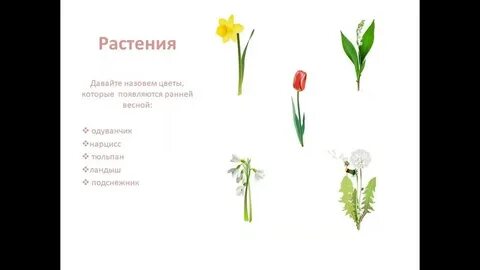 Тюльпан одуванчик