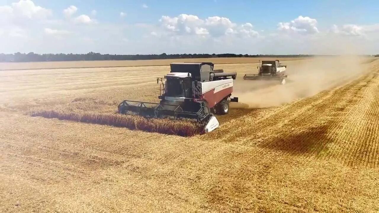 уборка урожая в поле. уборка озимой пшеницы в краснодарском крае. уборка озимой пшеницы комбайном сампо. уборка урожая озимой пшеницы. уборка озимых.