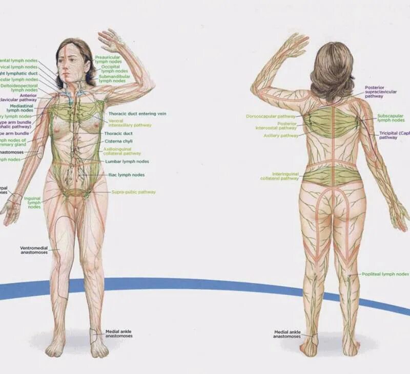 Лимфоотток в организме. Схема лимфотока человека. Схема лимфатической системы для массажа. Лимфодренажный массаж и лимфатическая система. Лимфатическая система человека схема движения лимфы на теле.