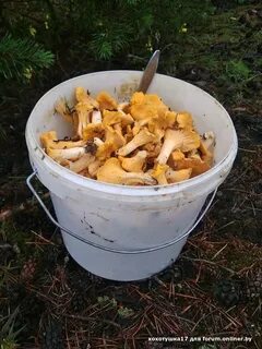 Литр лисичек