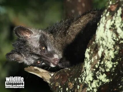 Brother musang