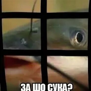 Посуди сома. Сома посуди. сама посуди. рыба за решеткой. сом за решеткой.