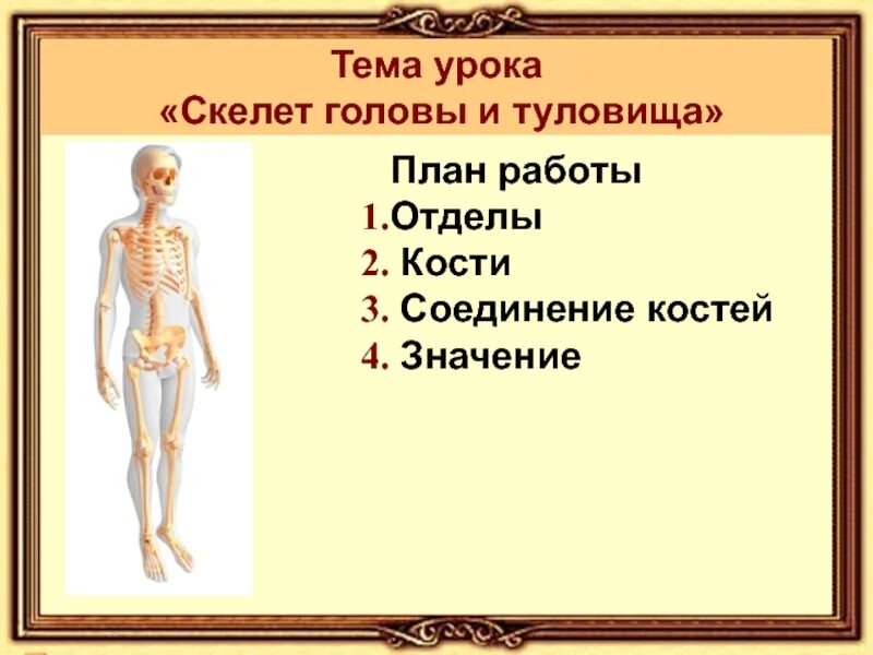 Отделы скелета ЕГЭ. Значение кости. Значение костей человека. Чёрная кость значение одежда.