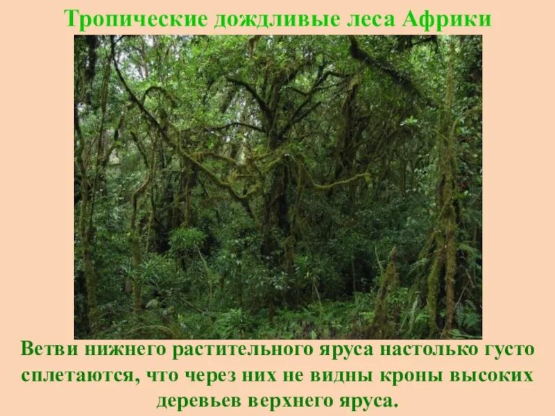 Ярусность тропического леса. Тропический лес верхний ярус. Нижний ярус тропического леса. Тропический лес растения ярусы. Тропические леса ярусы