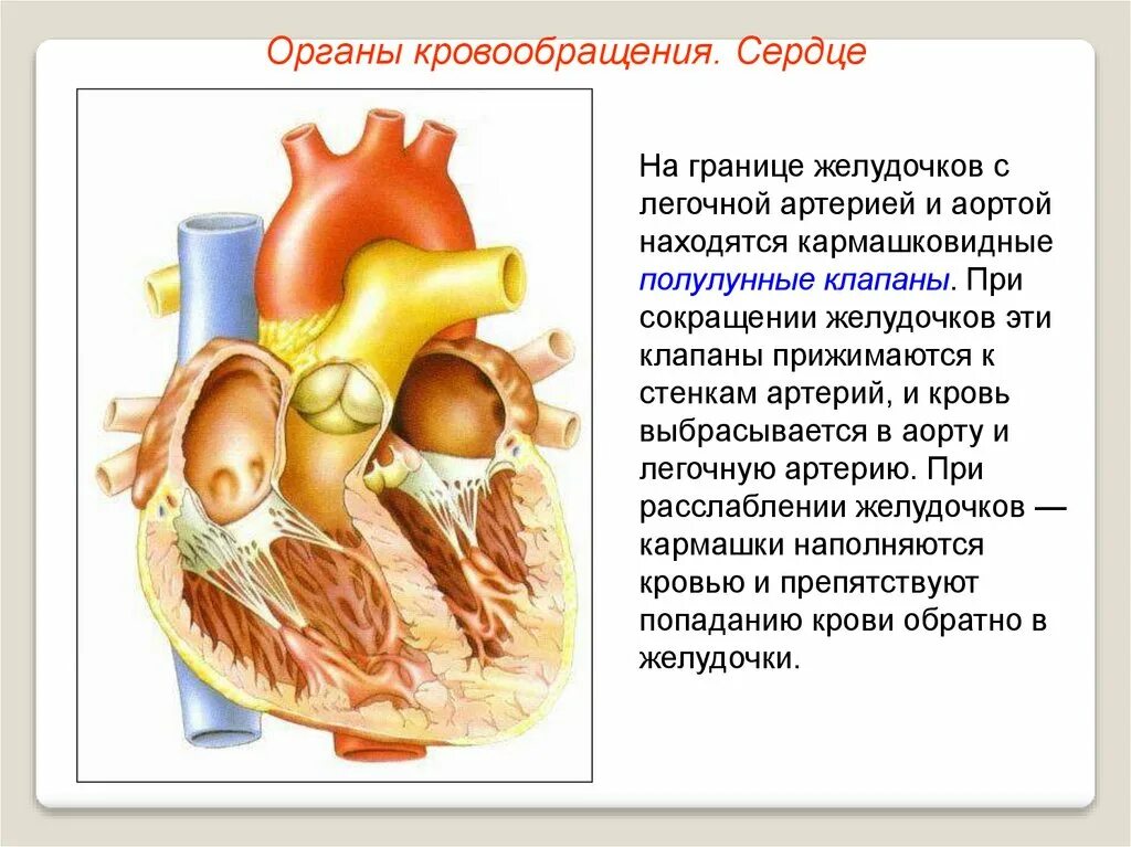 Органы кровообращения строение и работа сердца. Строение сердца биология 8. Сердце для презентации. Строение сердца 8 класс биология.