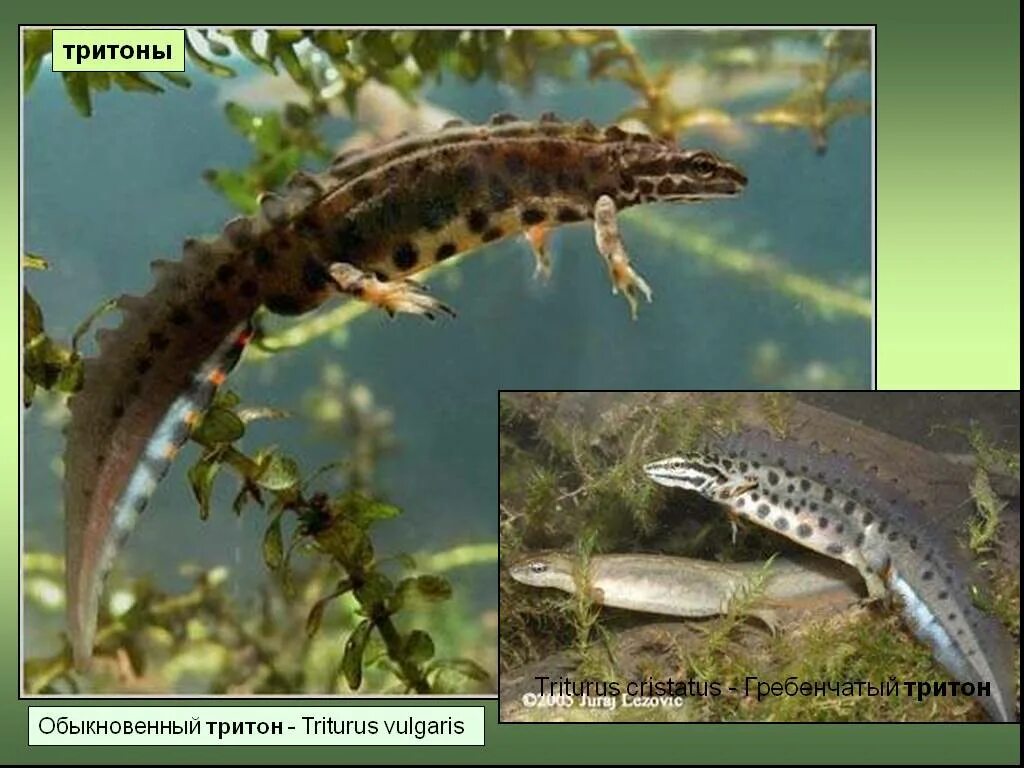 Тритоны мемы. Гребенчатый тритон рисунок карандашом. Гребенчатый тритон красная книга. Тритон карелина. Гребенчатый тритон (triturus cristatus) — уязвимый вид.