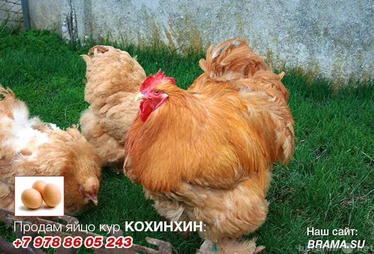 Купить кур в улан. Кохинхины куры яйца. Яйца инкубационные Кохинхинов. Инкубационное яйцо кохинхин. Брама кохинхин яйца.