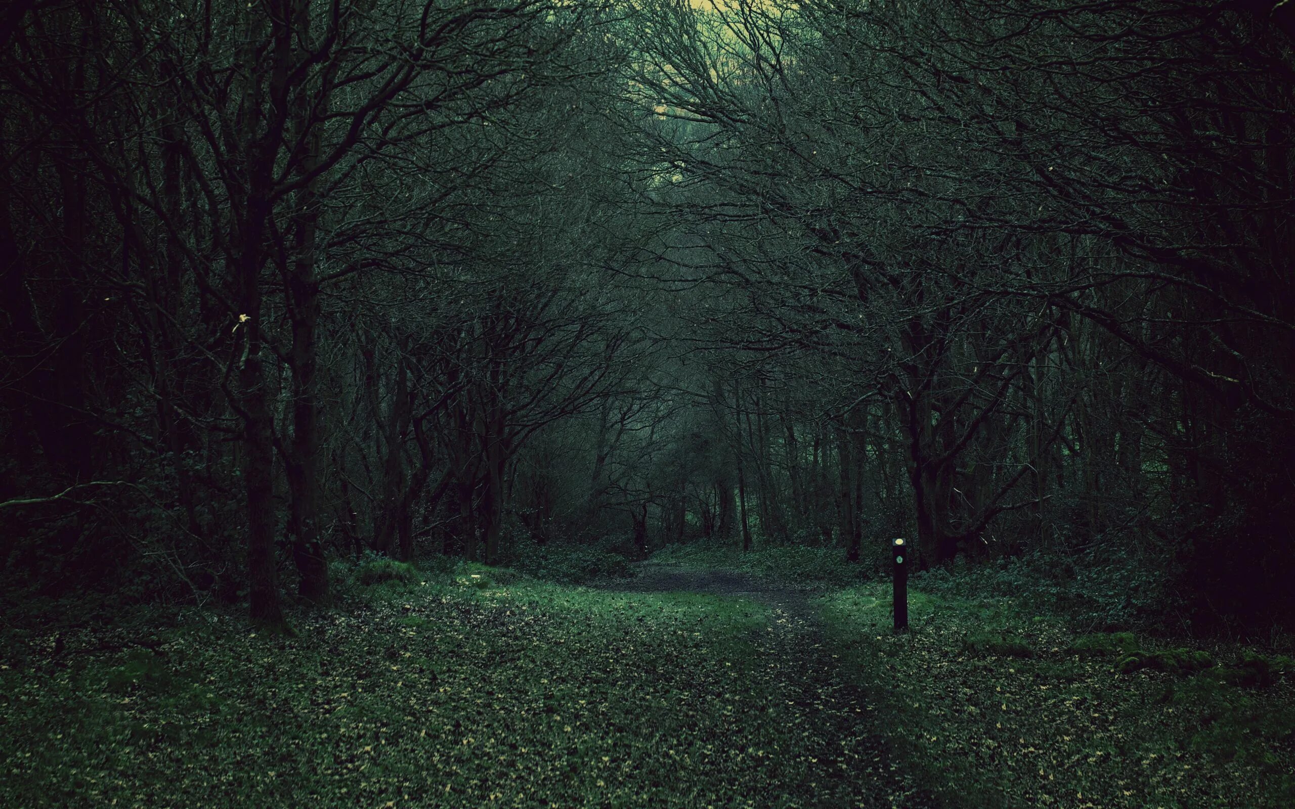 Атмосферные стоки. Темный лес Геншин. Страшный лес. Готический лес. Жуткий темный лес.