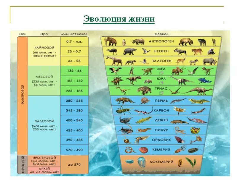 Эры возникновения жизни. Этапы развития эры на земле. Схема периодов развития земли.