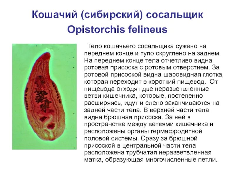 Печеночный сосальщик диагностика. Кошачий сосальщик. Кошачий сосальщик строение. Семенники кошачьего сосальщика. Жизненный цикл кошачьего сосальщика.