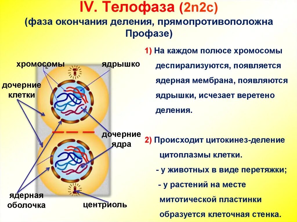 Расхождение центриолей к полюсам клетки фаза. Митоз фазы строение хромосом. Фазы митоза 2n=. Фаза митоза профаза процессы. Митоз профаза 2 стадия.