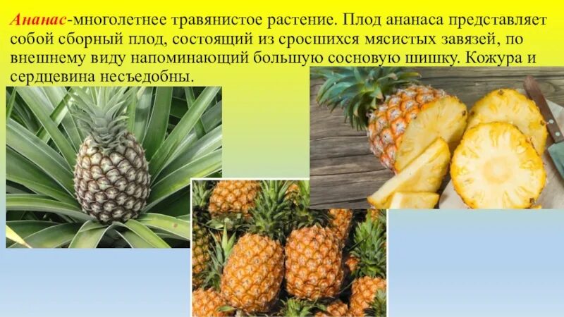 Соплодие ананаса строение. Ананас Тип плода. Ананас строение плода. Плод ананаса биология.