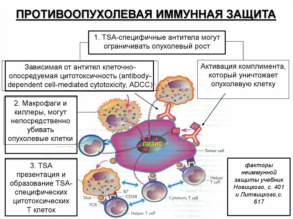 Механизм противоопухолевого иммунитета схема. Схема противоопухолевого иммунного ответа. Иммунные механизмы противоопухолевого иммунитета. Иммунные механизмы защиты от опухолей. Макрофаги антитела