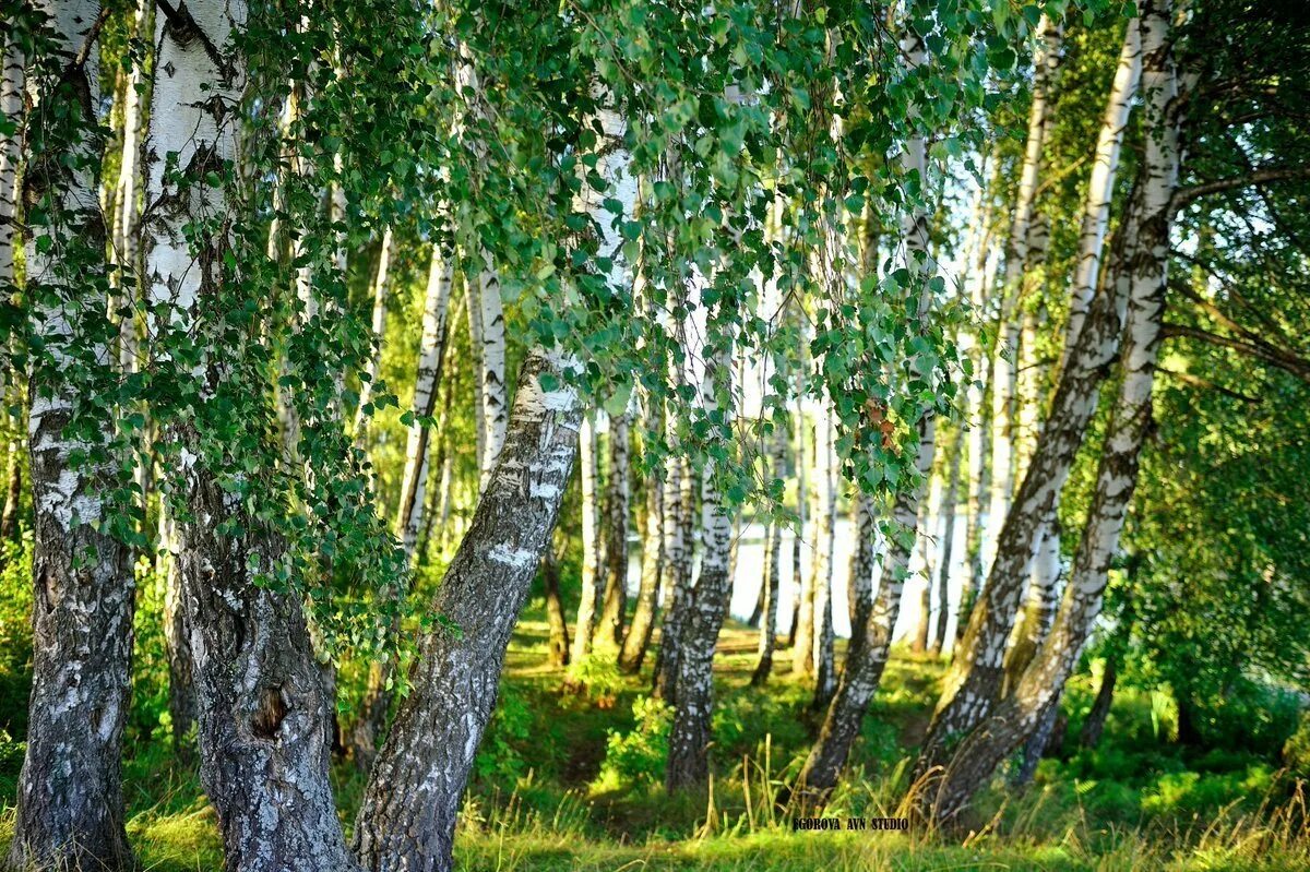 82 березовая роща березовая роща. Родная природа леса татарстана. березовая роща зеленый город нижний новгород. природа родного края. березовый лес.