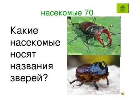 Насекомое какой род