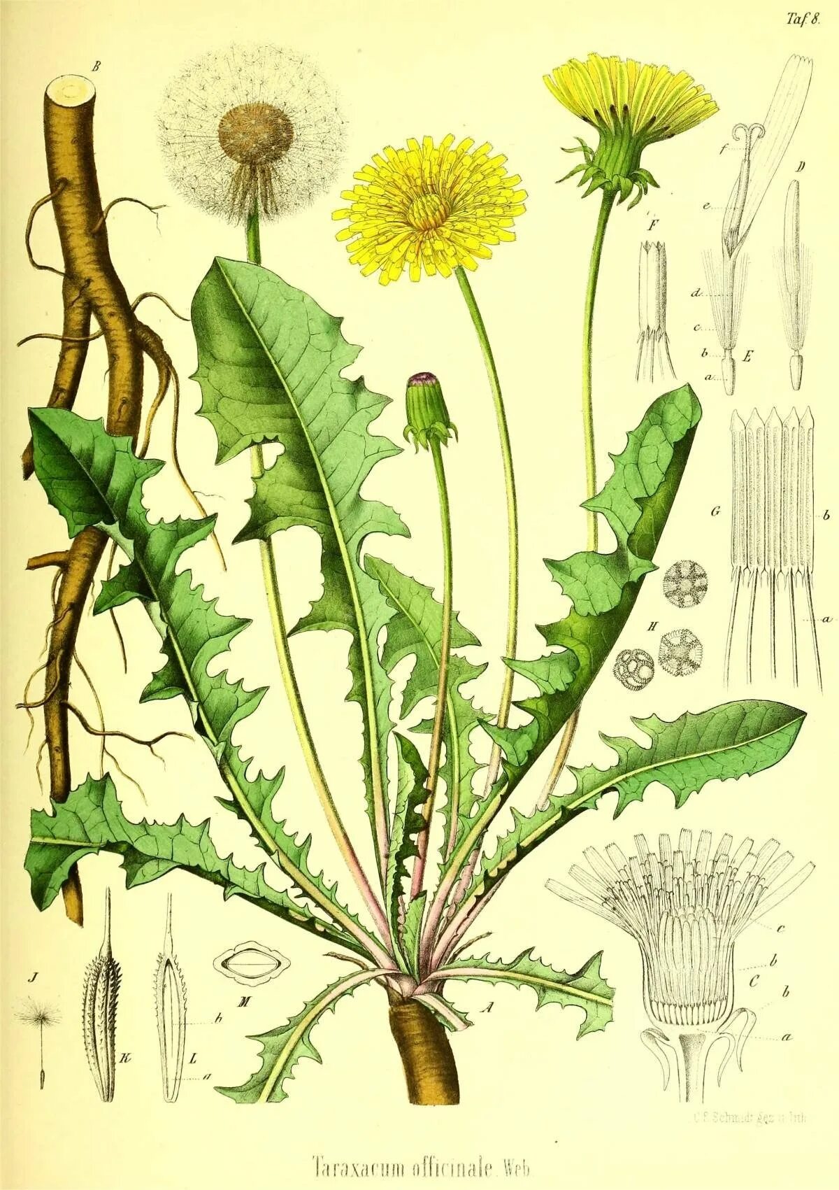 Корень астровых. Семейство сложноцветные одуванчик лекарственный. Сем. Размножение сложноцветных растений. Стебель сложноцветных растений.
