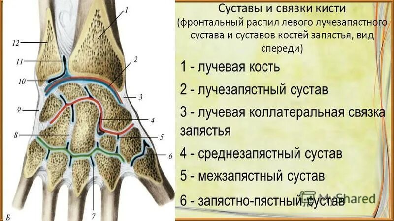 Кости лучезапястного сустава анатомия. Характеристика запястного сустава анатомия. Среднезапястный сустав связки. В образовании лучезапястного сустава участвуют. Кости кисти лучезапястный сустав.