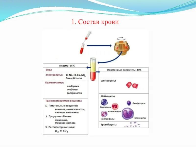 Глобулины плазмы крови. Состав крови. Состав крови схема. Альбумин глобулин фибриноген плазмы крови изображение.