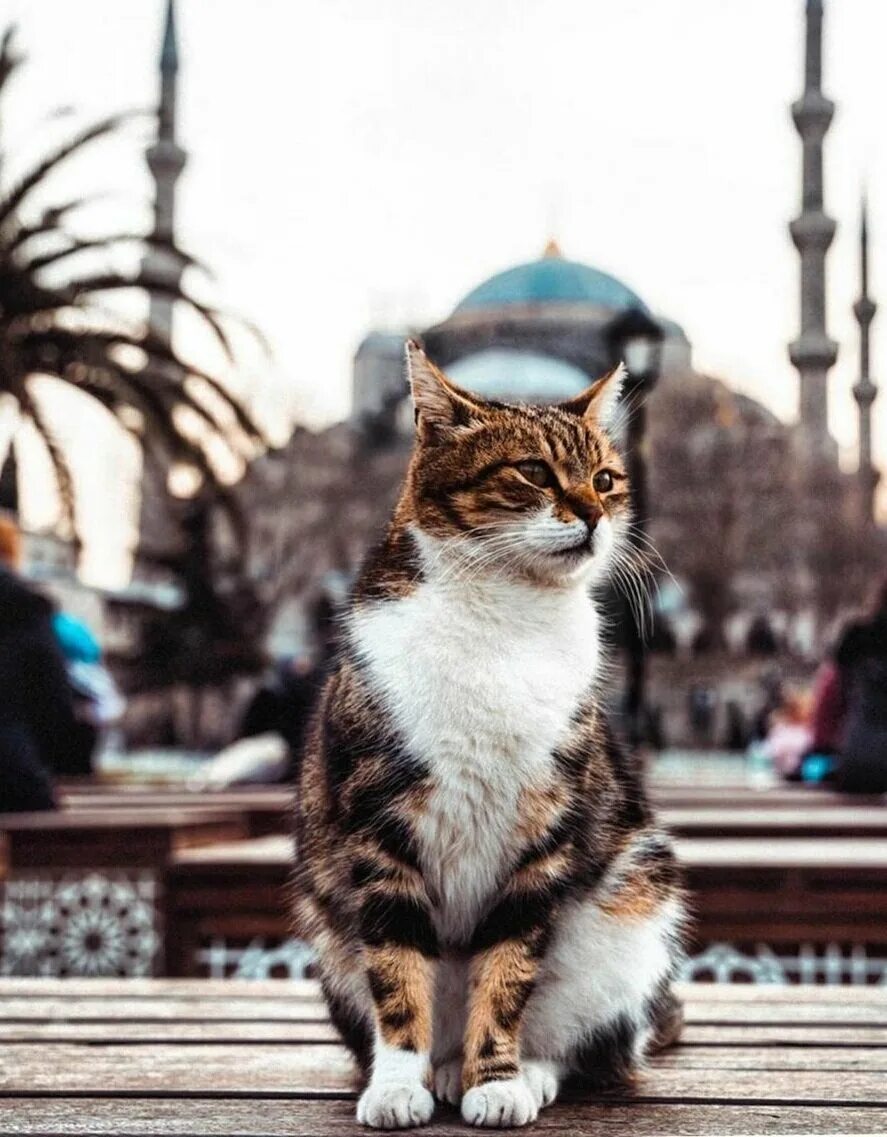 Turkey cats. Коты в Стамбуле. Стамбул город котов. Турецкие кошки уличные. Кошка на улице.