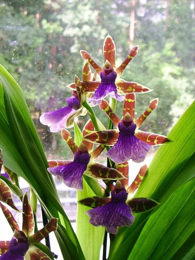 Какие сорта орхидеи. Зигопеталум Орхидея. Орхидея Камбрия. Зигопеталум Орхидея зигопеталум. Орхидея Камбрия фиолетовая.