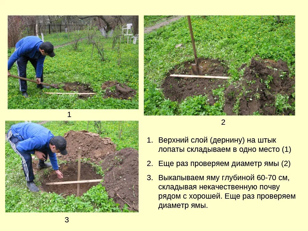 корневая шейка саженца яблони. схема посадки саженца яблони. размер ямы для саженца яблони. схема посадки саженца яблони. шейка саженцев яблони.