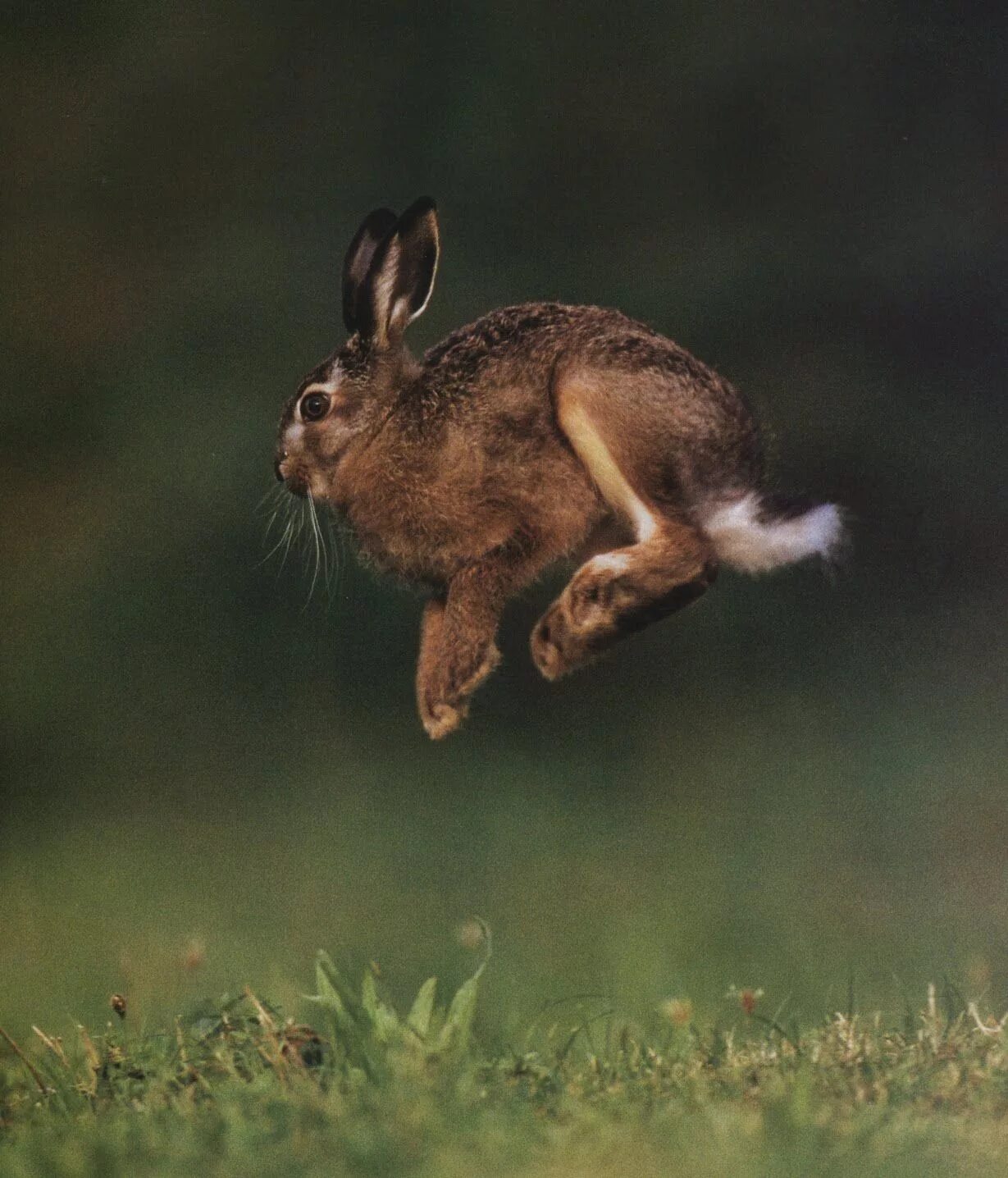 Дикий заяц Русак. Заяц Русак бежит. Огромный заяц Русак. Кролик бежит.