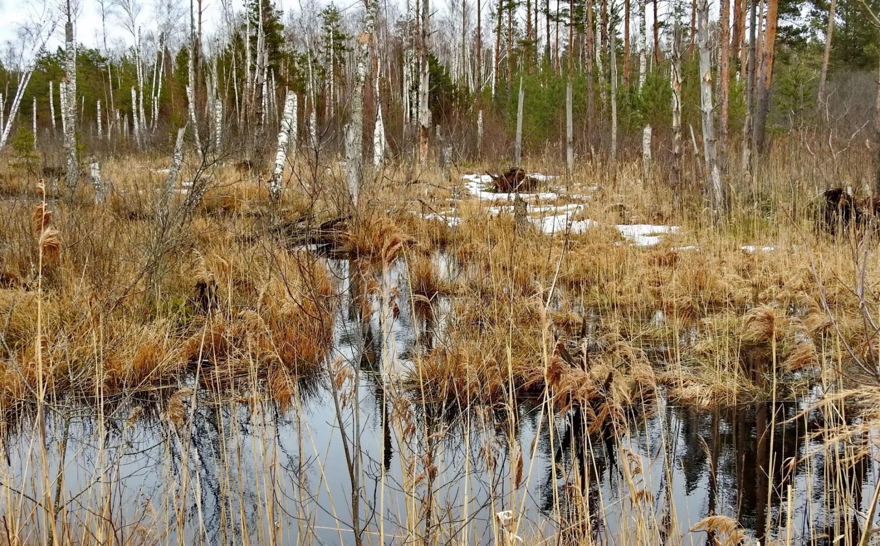 Растут в болотистой местности. Шишкин болото Полесье. Болото Юпяужшуо Карелия. Наскафтымское пушициевое болото.